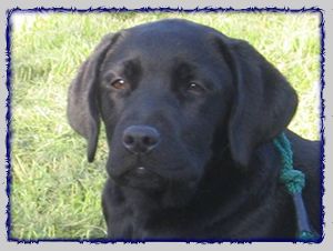 Texel Oärna van de Victoriahof