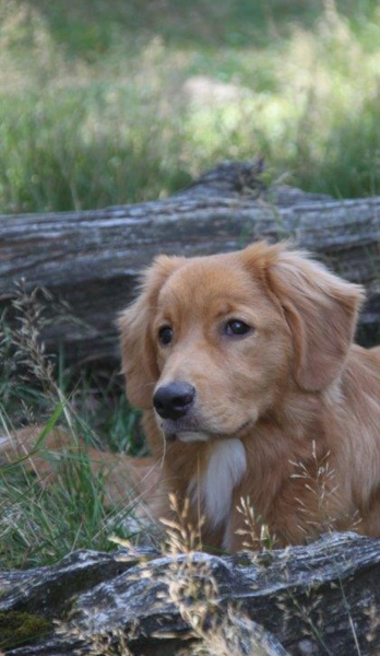 Dierenpension De Bommel: Saltydog Kroane Hutte Barnman