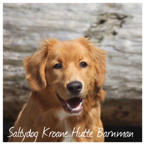 Dierenpension De Bommel: Saltydog Kroane Hutte Barnman