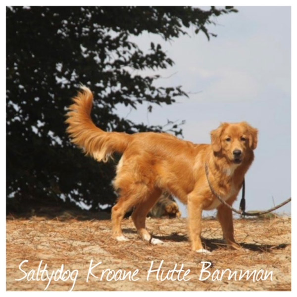 Dierenpension De Bommel: Saltydog Kroane Hutte Barnman