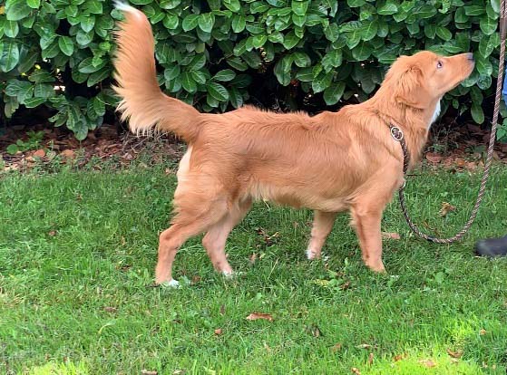 Dierenpension De Bommel: Saltydog Kroane Hutte Barnman