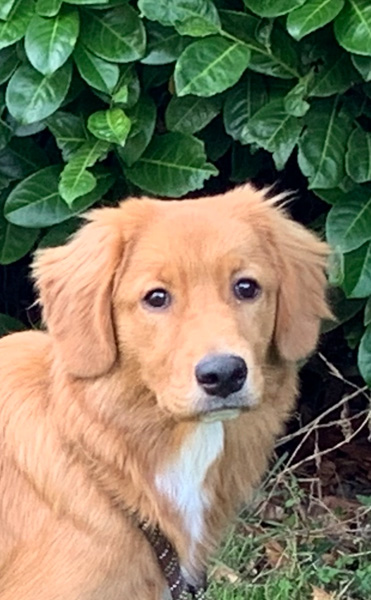 Dierenpension De Bommel: Saltydog Kroane Hutte Barnman