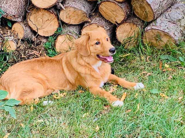 Dierenpension De Bommel: Saltydog Kroane Hutte Barnman
