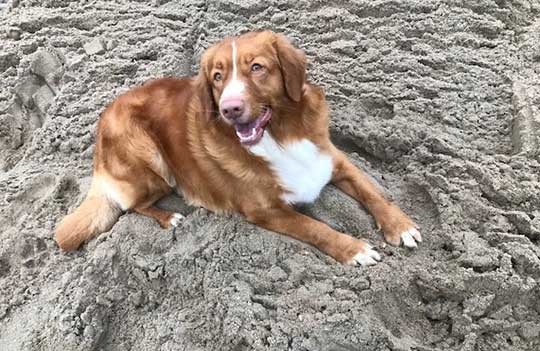 FIDO KARMEM VD ECHTINGER GRIFT