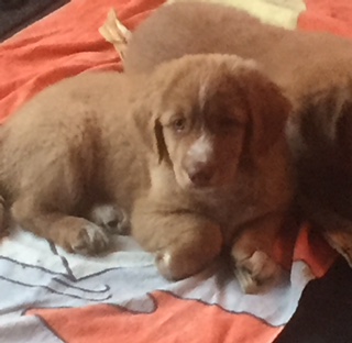 pup