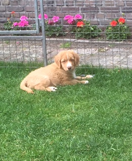 fido pup