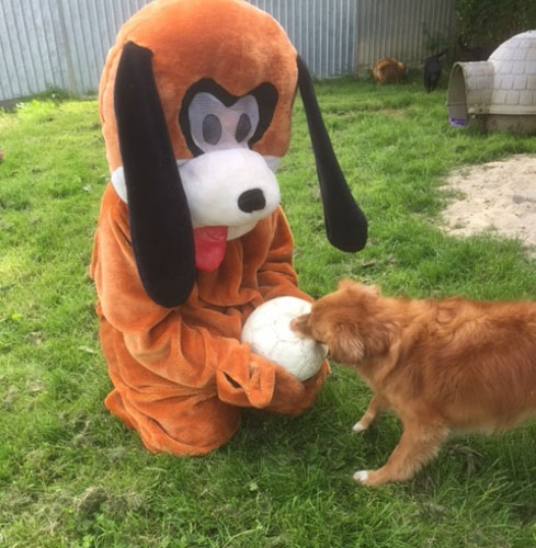 tollerpup met Bommeltje