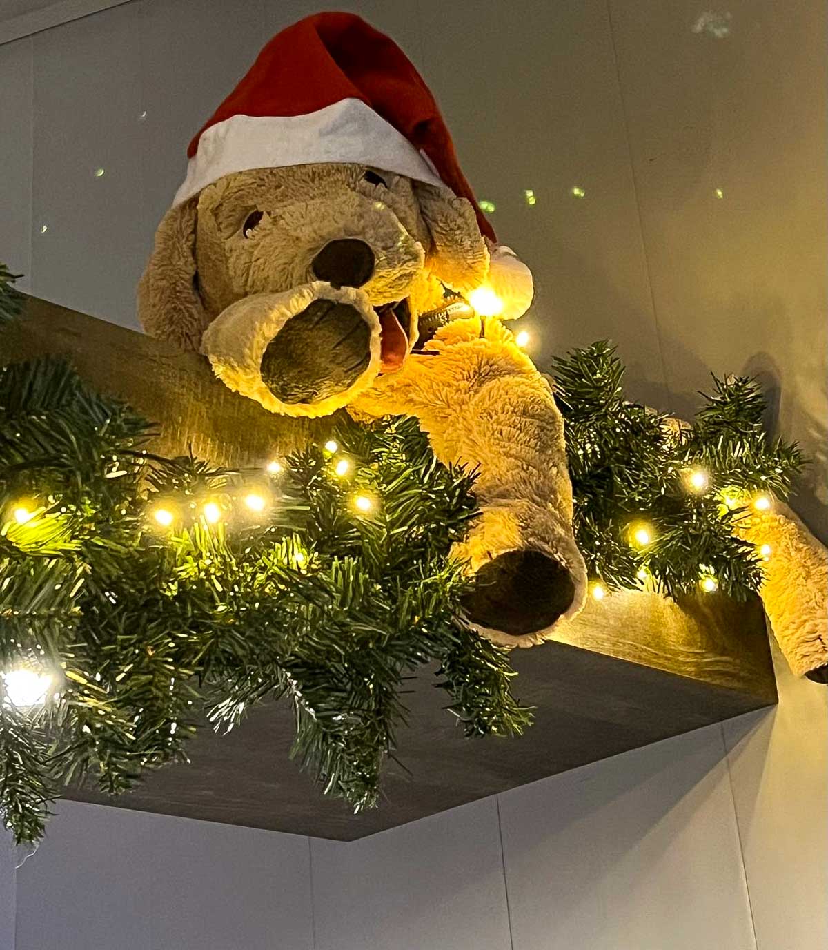 Dierenpension De Bommel - Nieuwsbrief november 2024