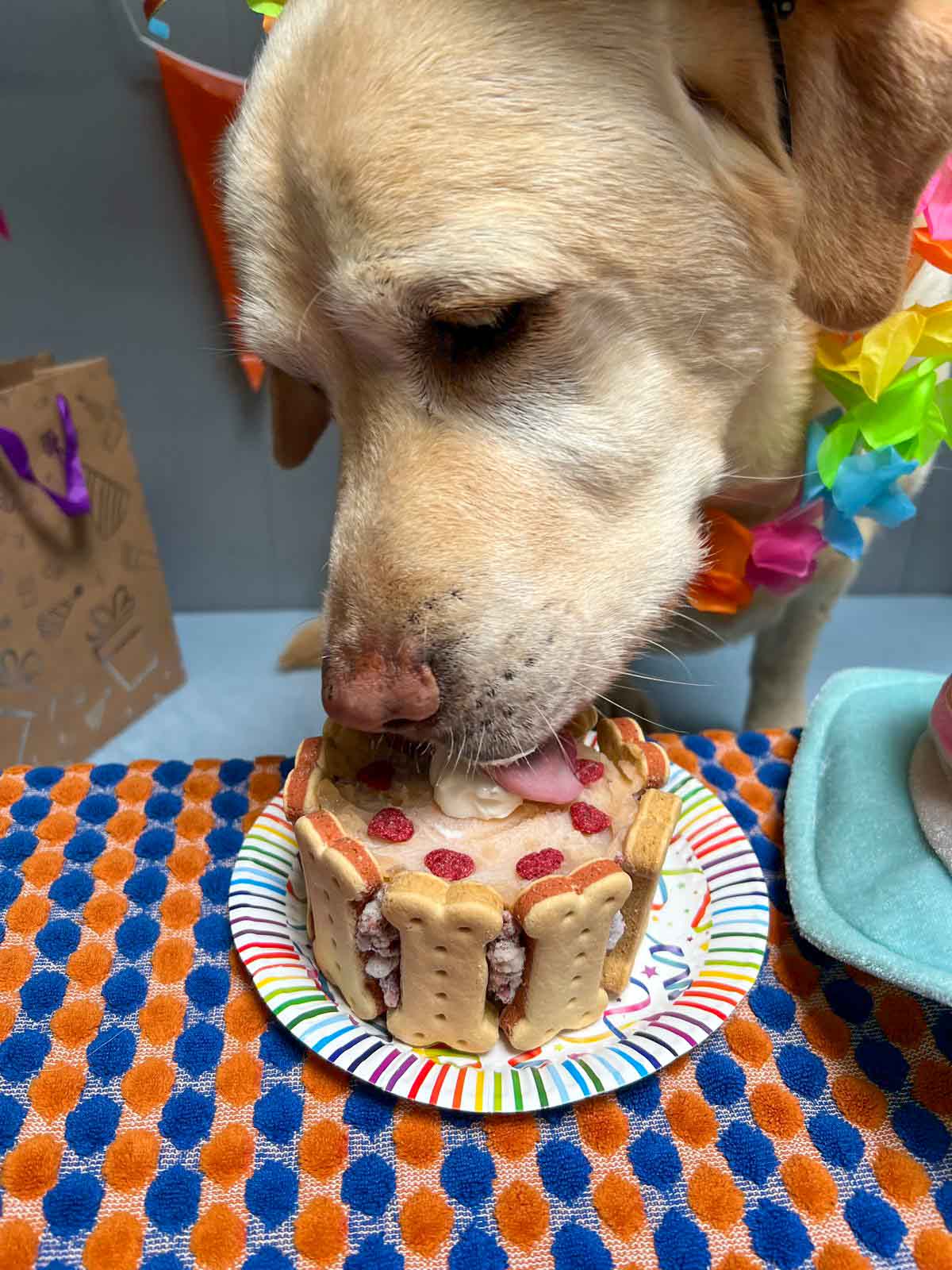 Dierenpension De Bommel - Nieuwsbrief november 2024