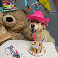 Dierenpension De Bommel - Nieuwsbrief november 2024