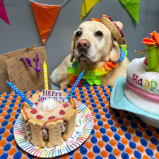 Dierenpension De Bommel - Nieuwsbrief november 2024
